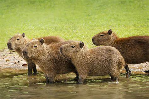 Capibara local